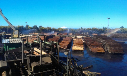 Log yard at the sawmill in Mulchen, CMPC, Chile.
